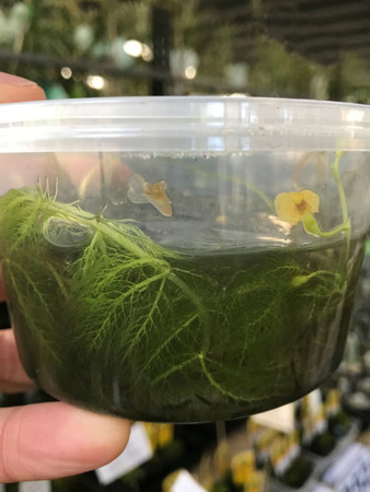 The aquatic bladderwort (Ultricularia aurea) is a carnivorous plant