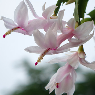 Pure white flowers exist but this zygo has a delightful pink throat