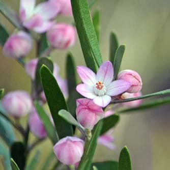One of the few plants which remain in the Eriostemon genus (Eriostemon australasius)