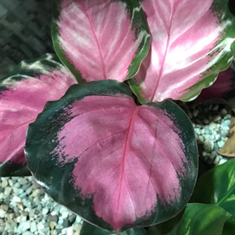 calathea rosy calatheas