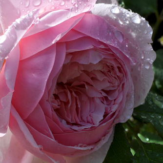 'Duchesse de Brabant' is a beautiful pink heritage rose