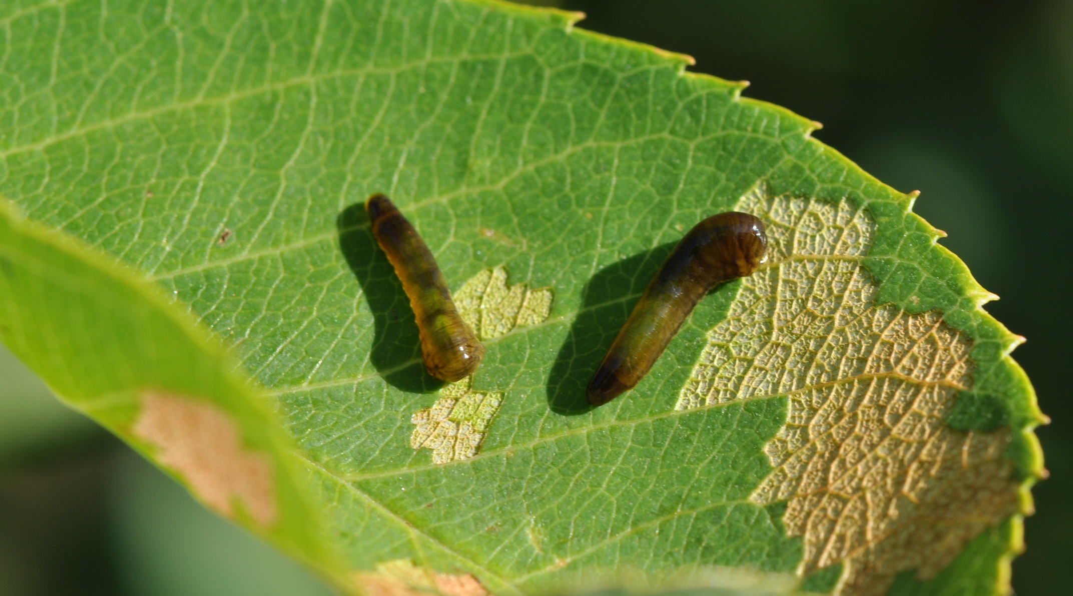 Pest & Disease Control