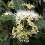 Lemon Myrtle