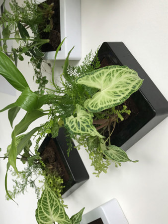 New planter designs from miplant which can be displayed on walls or a work desk