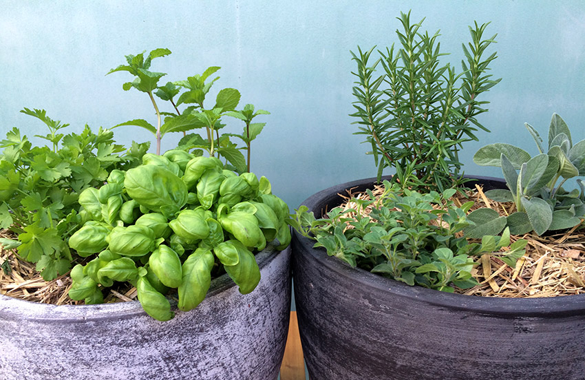 Moisture loving herbs on the left (basil, mint and parsley) and dry loving herbs on the right (oregano, rosemary and sage).