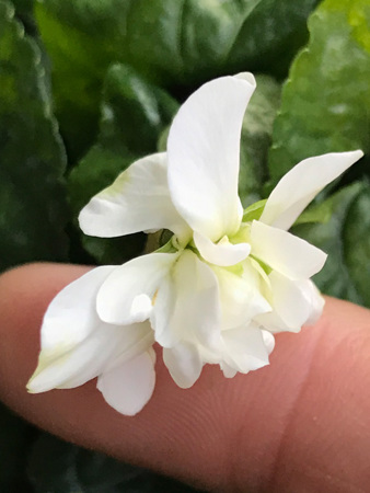 The charming double white violet called ‘Le Roi’ had plenty of perfume