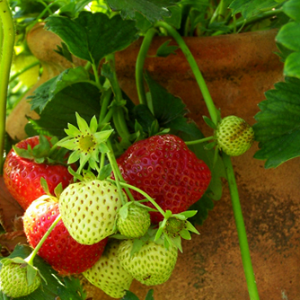 https://www.ecoorganicgarden.com.au/media/51xnal5a/strawberries-in-a-pot-lr.jpg