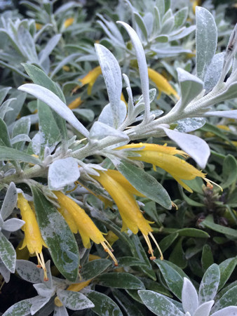 Native groundcover Eremophila glabra ‘Kalbarri Carpet’