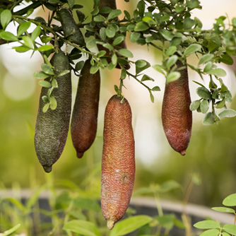 Finger limes ready to pick