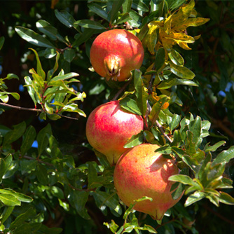 Ripening pomegranates