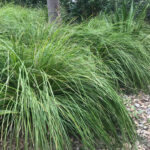 Lomandra