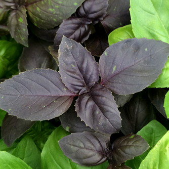 Purple basil