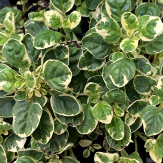 Variegated oregano