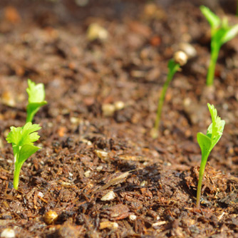 Coriander seedlings emerging