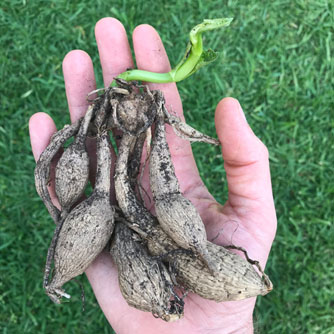 Dahlia tuber with young shoot