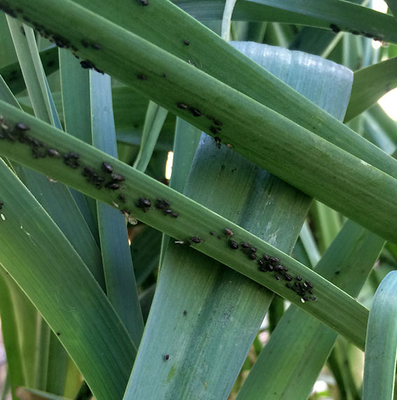Black aphids attacking leeks