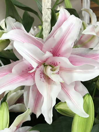 It was hard to believe this double lilium was real