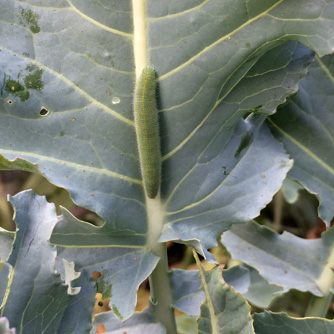 Caterpillar of the white cabbage butterfly on kale