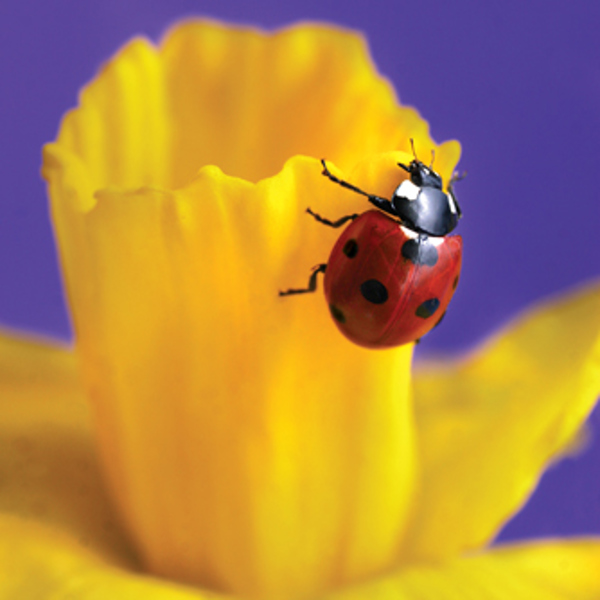 Ladybeetle on daffodil