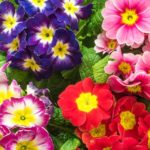 Polyanthus