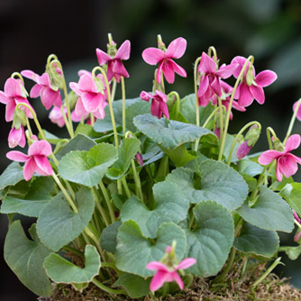 Pink violets are worth tracking down from a specialist violet nursery