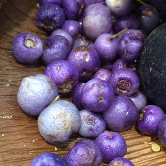 Purple berries of Syzygium oleosum