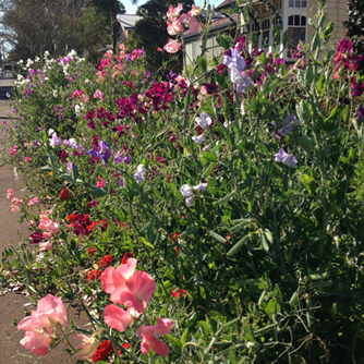 Sweet peas growing beautifully along a sunny front fence
