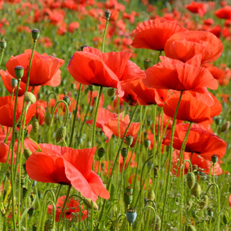 Flanders poppies are much easier and look great en masse!