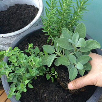 Potting up the herbs