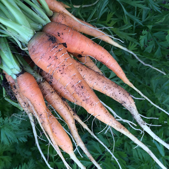 Freshly harvested carrots