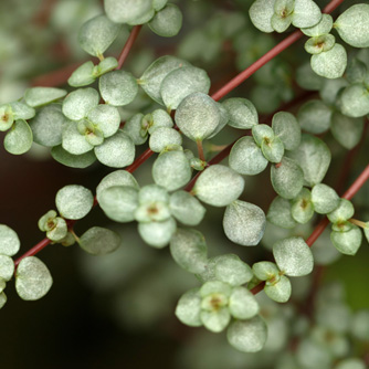 Pilea glaucophylla often sold as 'Silver Sprinkles' or 'Silver Sparkles'