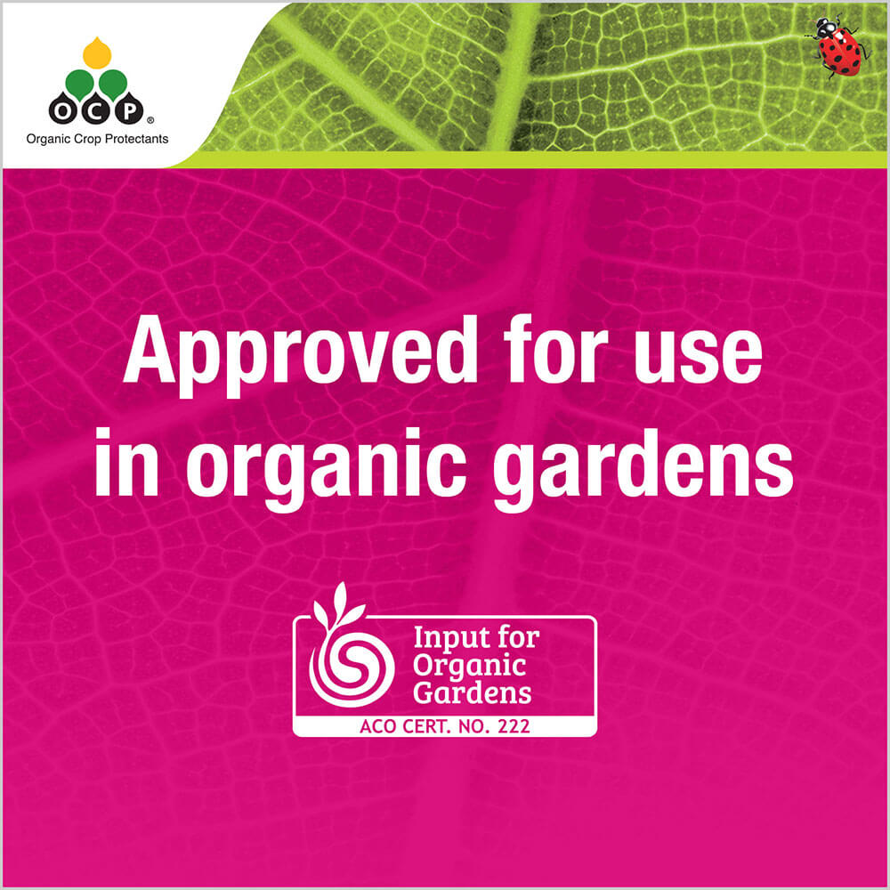 OCP eco-insect killer tile 4