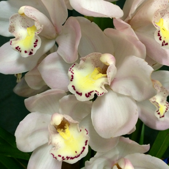 Pale cymbidium flower