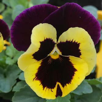Classic pansy flower with dark blotches