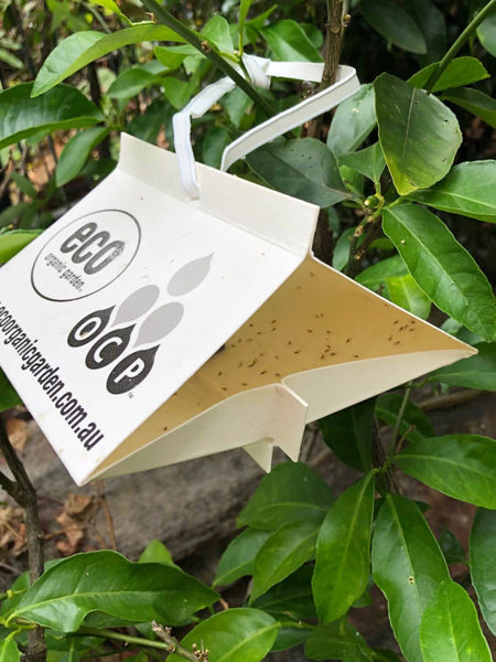 eco-CLM Trap in tree