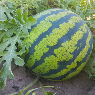 Almost ripe watermelon