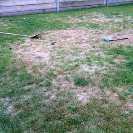 Damaged lawn caused by curl grubs