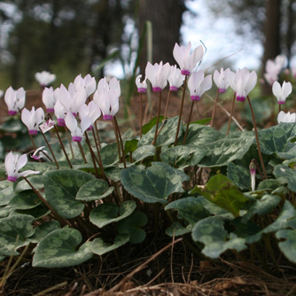 Naturalised cyclamen look lovely under trees