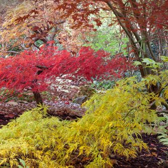 Japanese maples come in many different colours and sizes