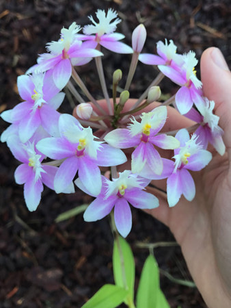 Our show favourite was Epidendrum “Wedding Valley Sakura”