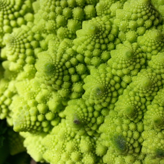 The stunning spirals of the Romanesco broccoli