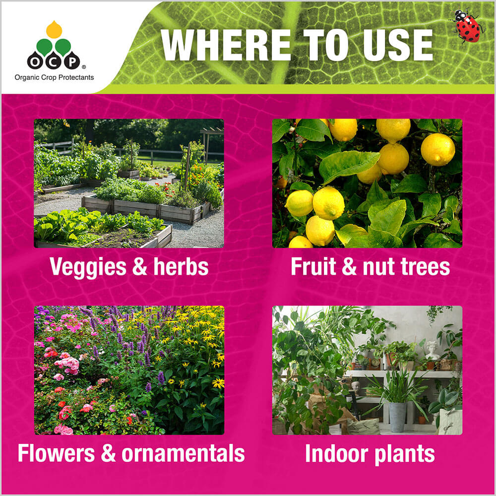 OCP eco-insect killer tile 3