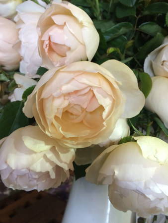 New release David Austin rose Wollerton Old Hall