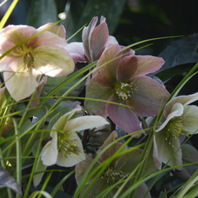 Cluster of antique coloured hellebore flowers