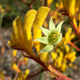 Kangaroo Paws