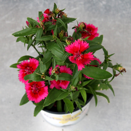 Dianthus treated with eco-neem for grasshopper protection