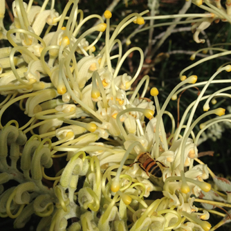 Grevillea "Moonlight" with foraging bee