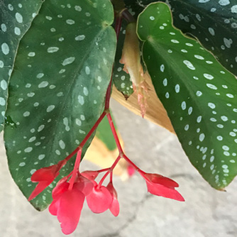 Angel wing begonia with spotted foliage