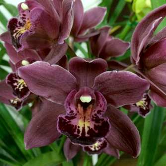 Dark burgundy cymbidium flower