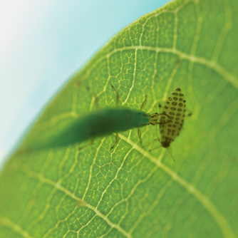 Lacewing juvenile feeding on aphid
